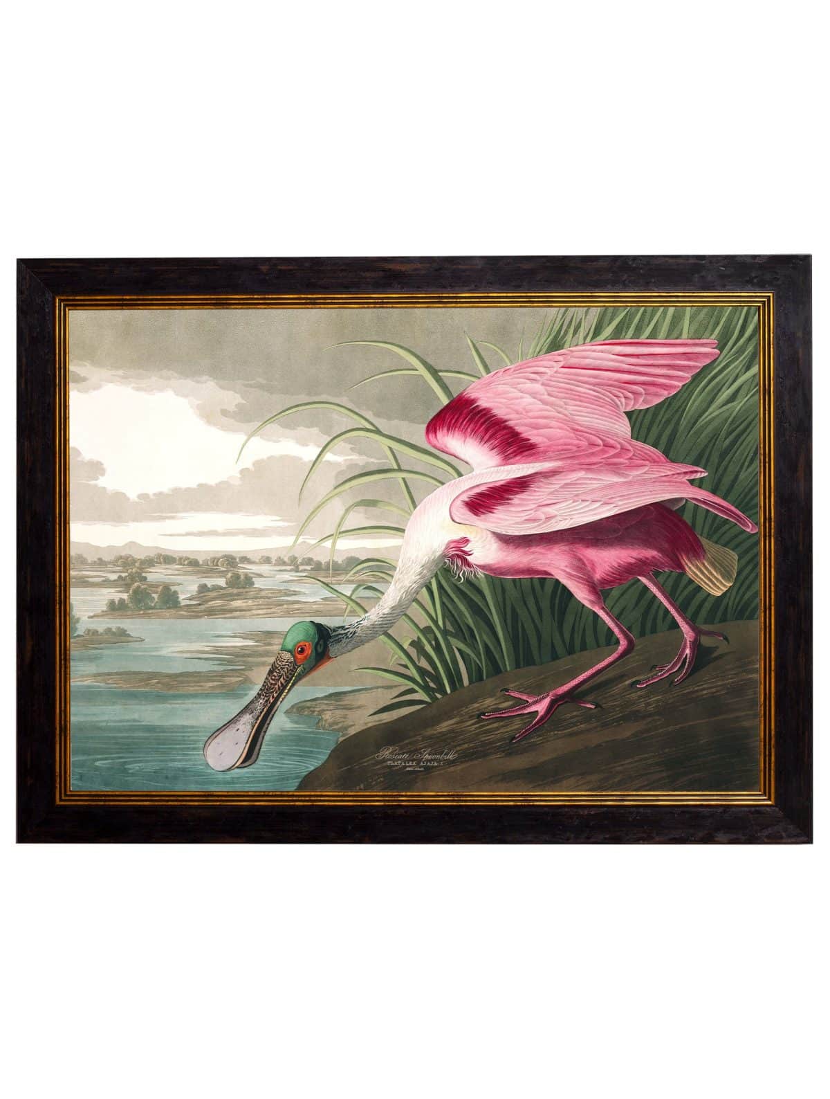 Audubon's Birds of America