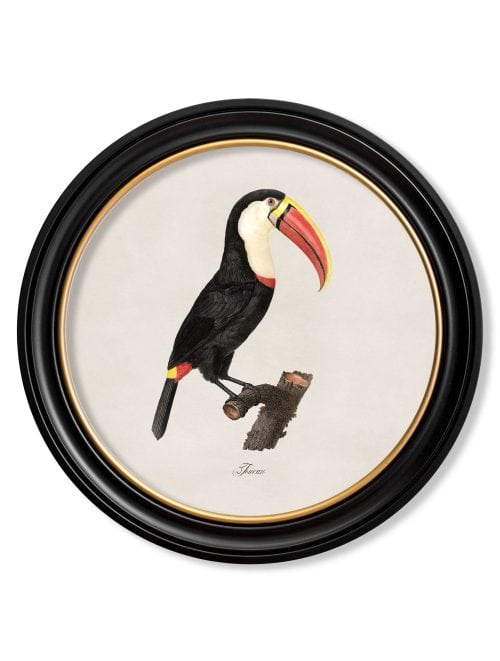 Toucans - Round Frame