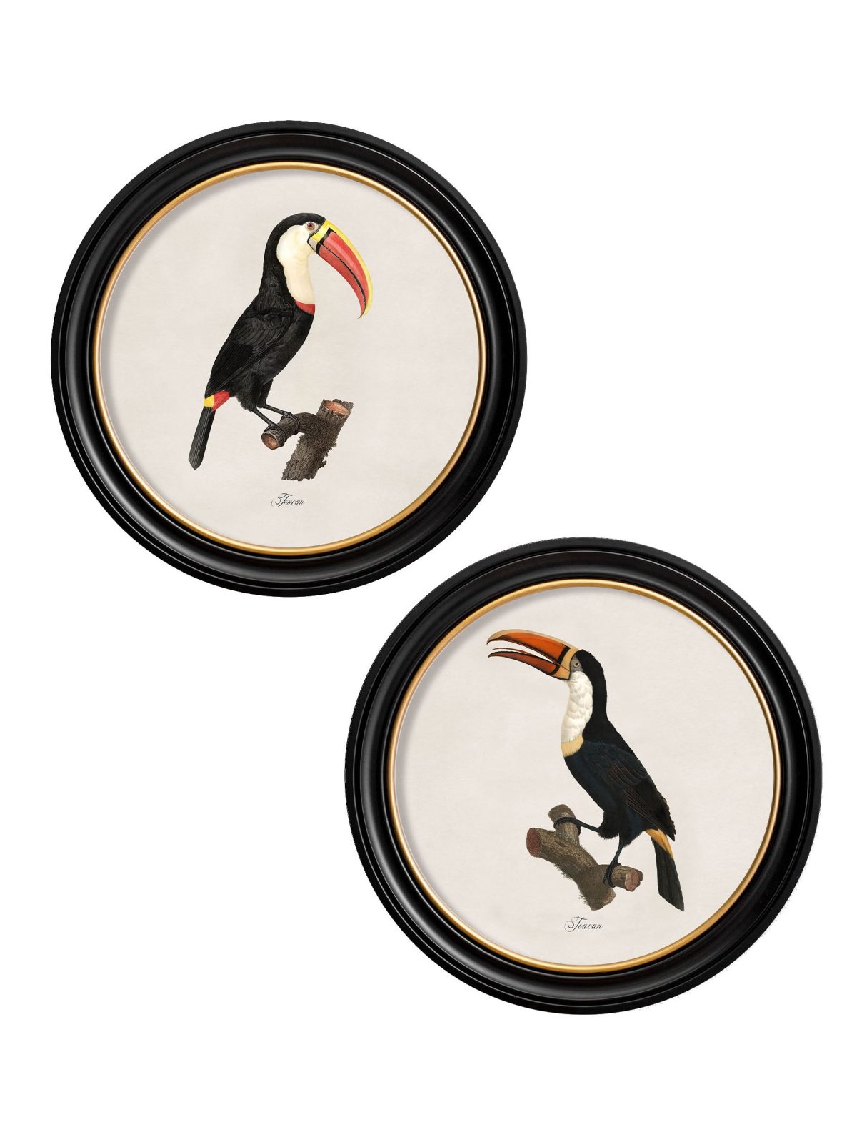 Toucans - Round Frame