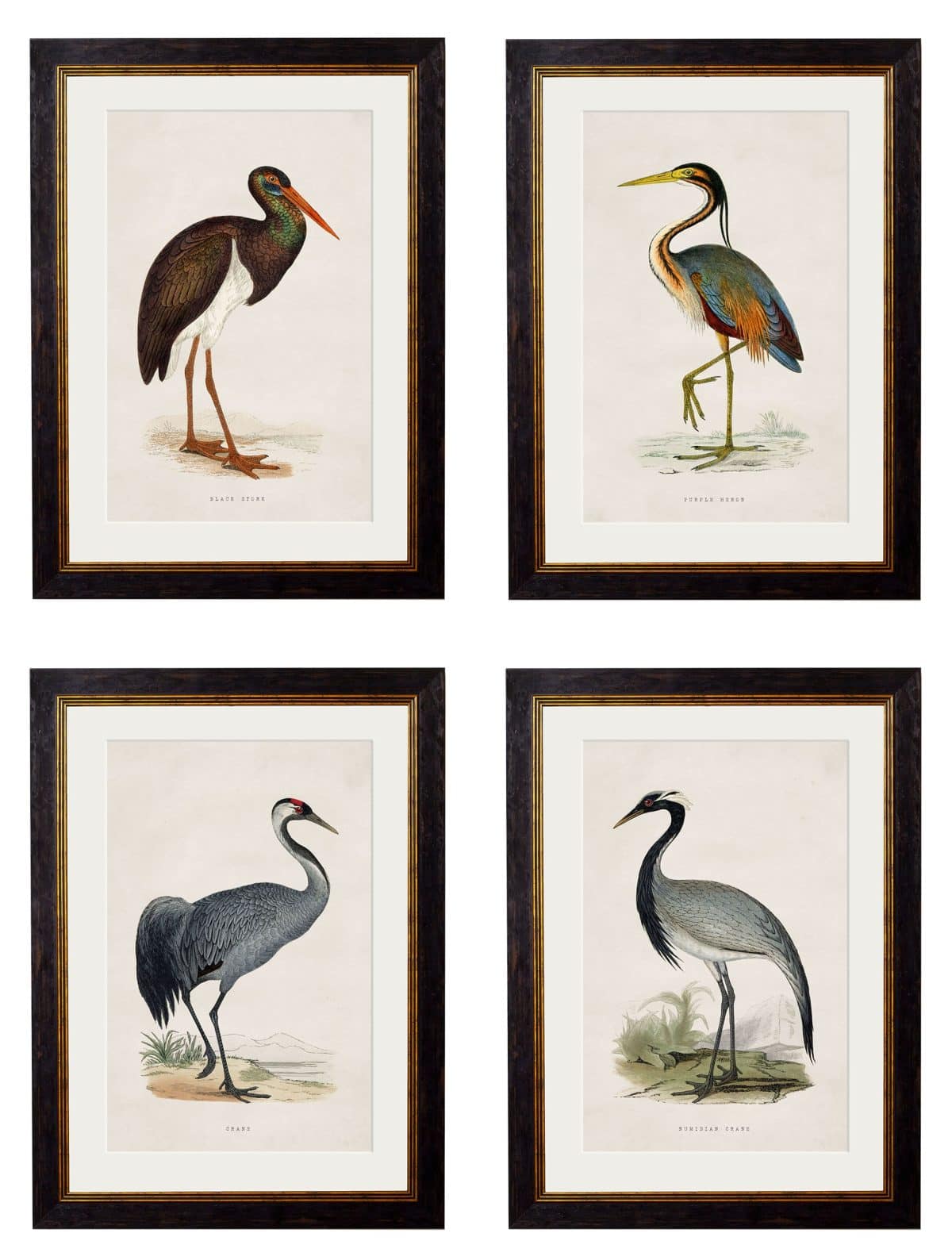British Wading Birds