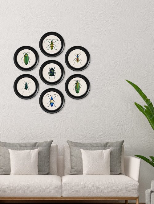 Collection of Beetles in Mini Round Frames