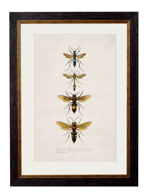 Bees and Wasps