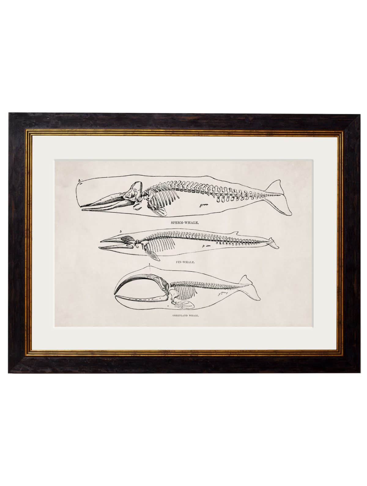 WALL-ART-1870-Whale-Skeletons