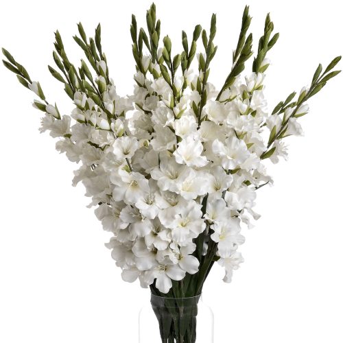 Artificial Gladioli, White - 108cm x 11cm