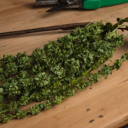 Artificial Amaranthus, Green - 100cm x 7cm