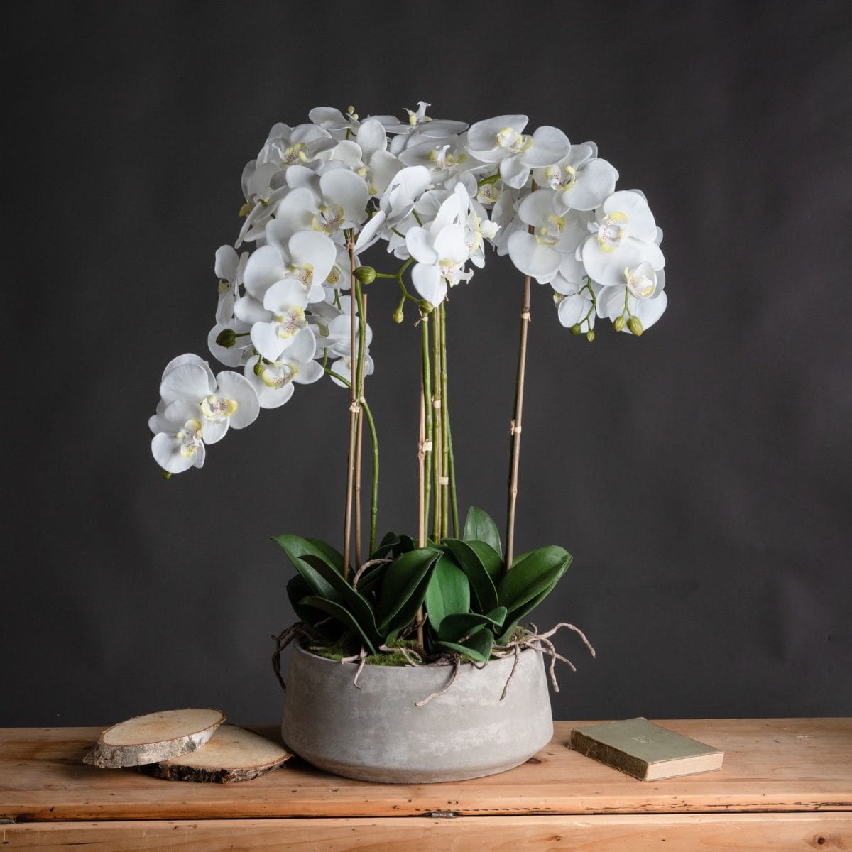 Loren Artificial Orchid In Stone Pot, White - 90cm x 50cm