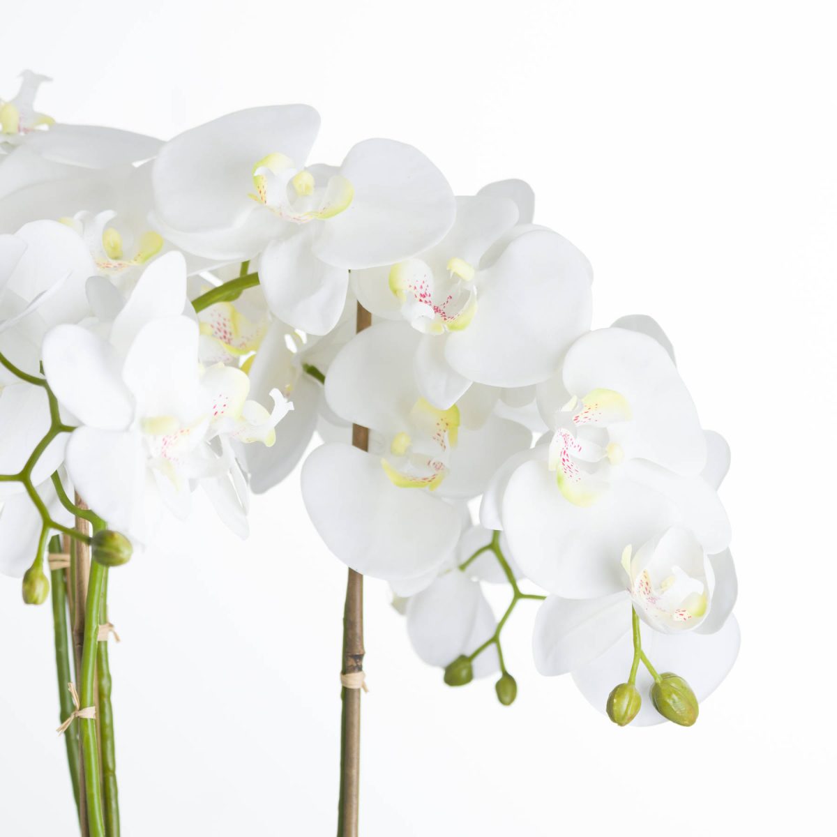 Loren Artificial Orchid In Stone Pot, White - 90cm x 50cm