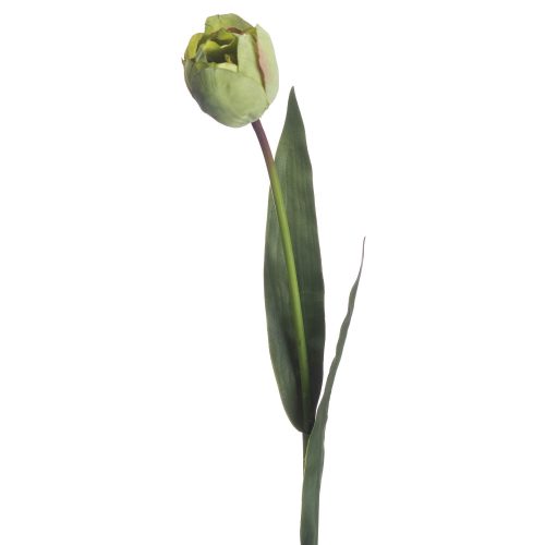 Artificial Tulip, Green - 50cm x 8cm