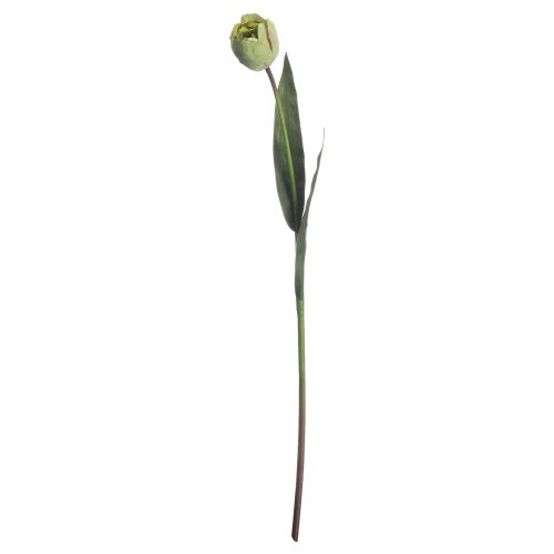 Artificial Tulip, Green - 50cm x 8cm