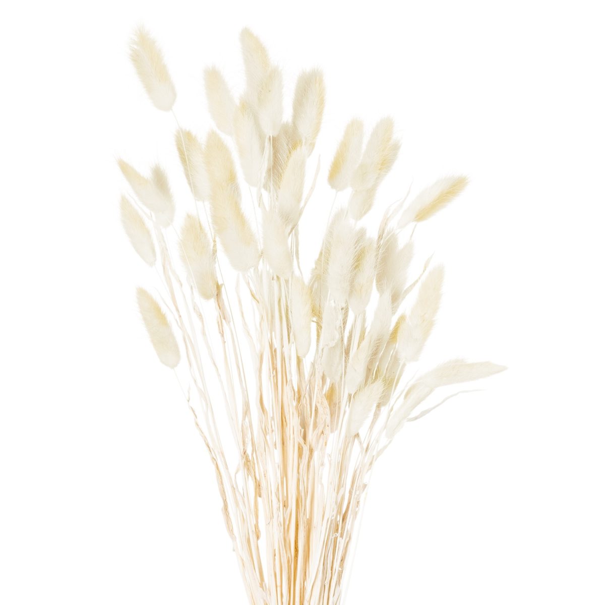 Dried Natural Bunny Tail (Bunch of 40)