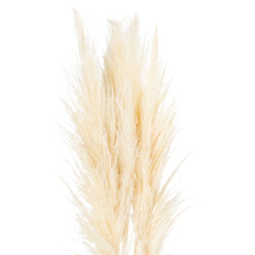 Pampas Grass Stem, Cream