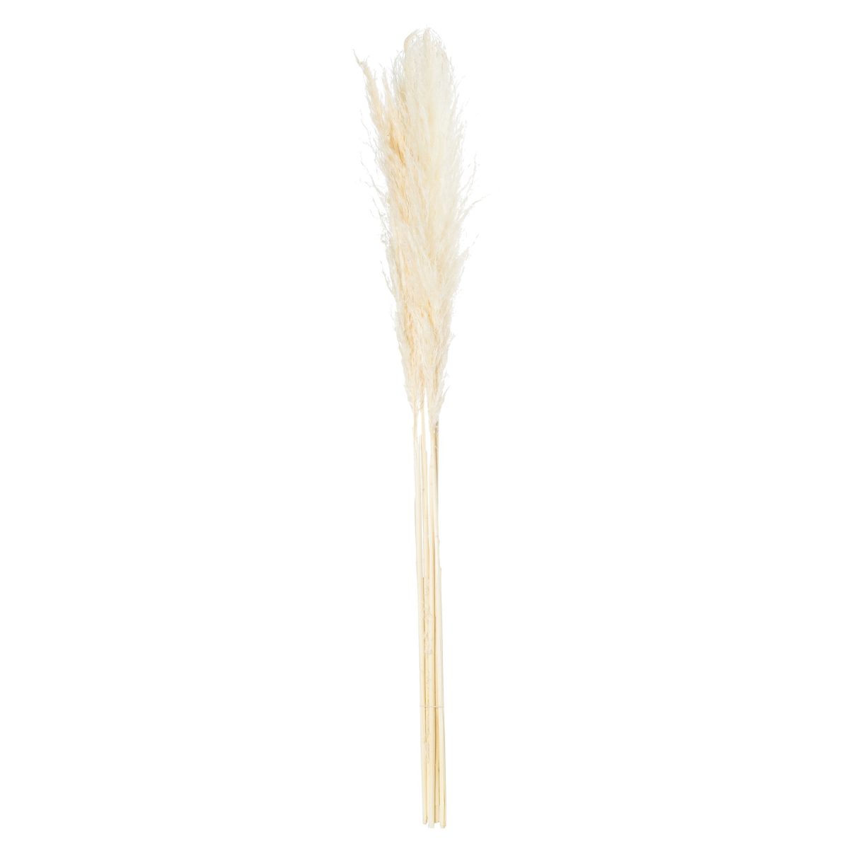Pampas Grass Stem, Cream