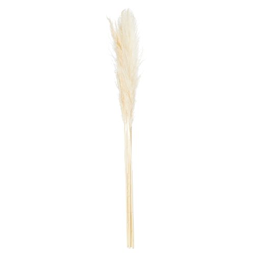 Pampas Grass Stem, Cream