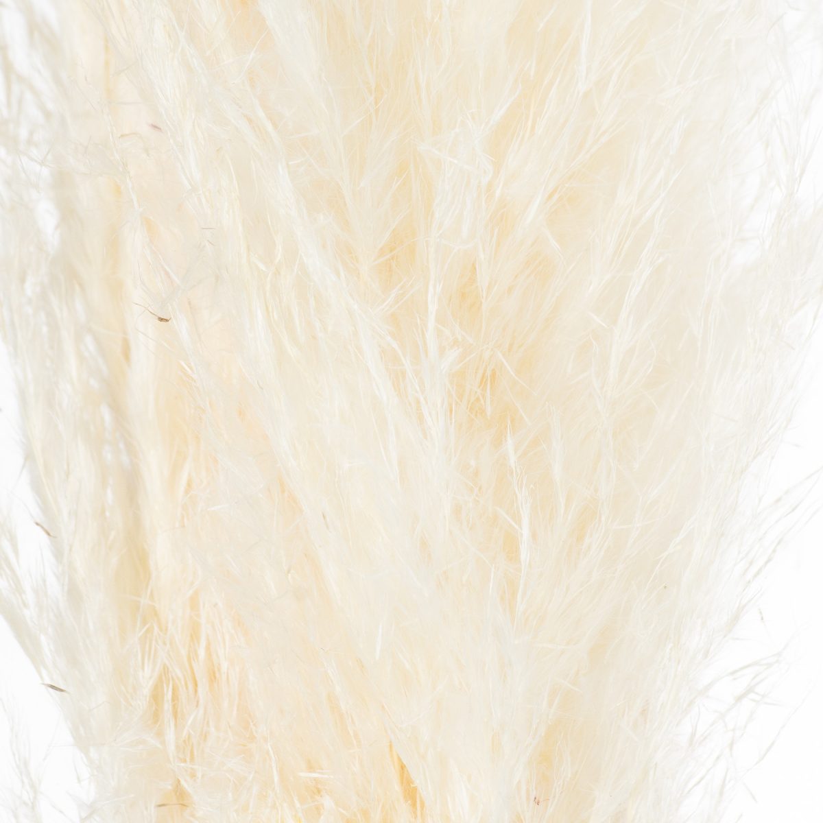 Pampas Grass Stem, Cream
