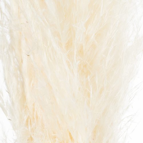 Pampas Grass Stem, Cream