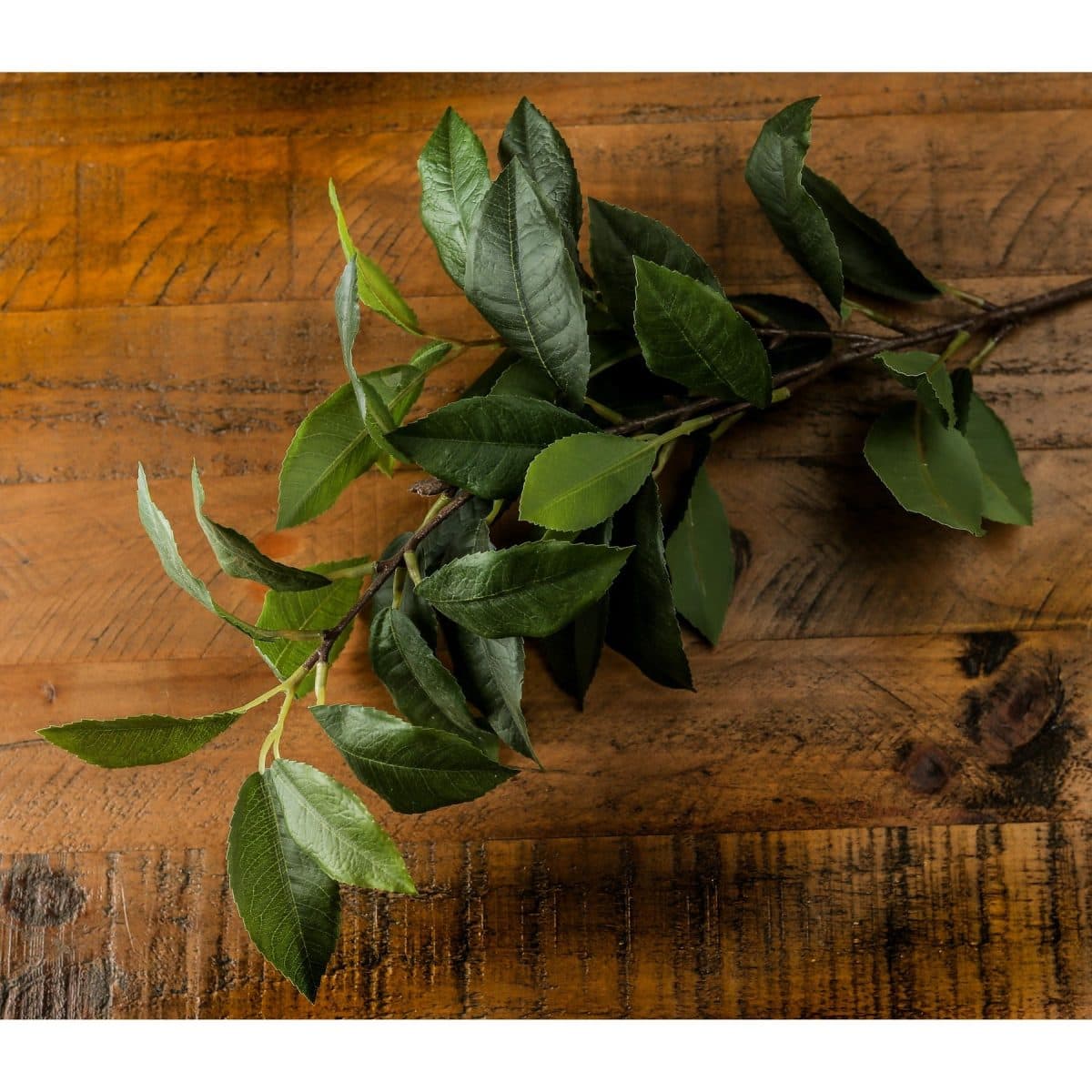 Artificial Laurel Leaf Spray - 60cm x 8cm