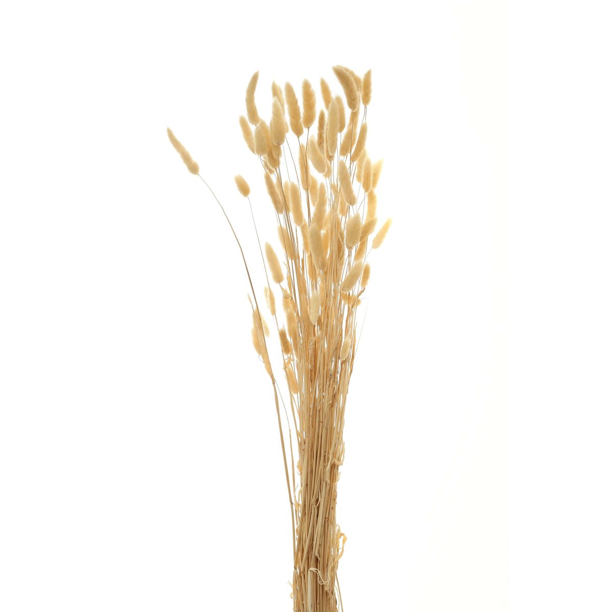 Bouquet Of Tall Bunny Tails - 76cm x 18cm