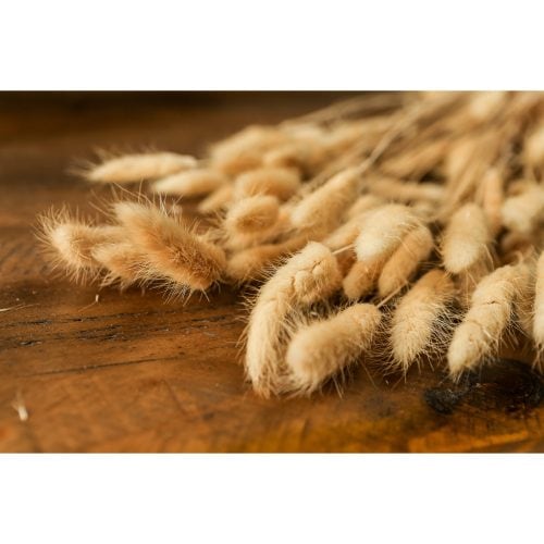 Bouquet Of Tall Bunny Tails - 76cm x 18cm