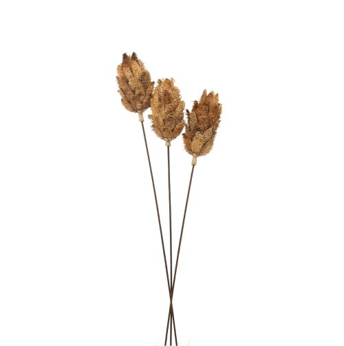 Bouquet Of Dried Protea - 60cm x 12cm