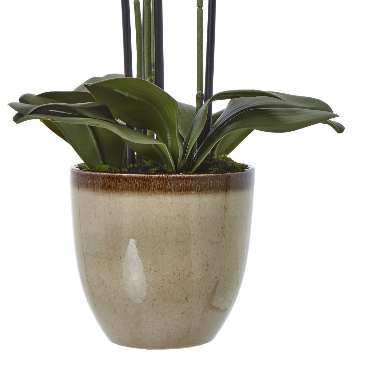 Cavallo Artificial Orchid In Ceramic Pot, Green - 77cm