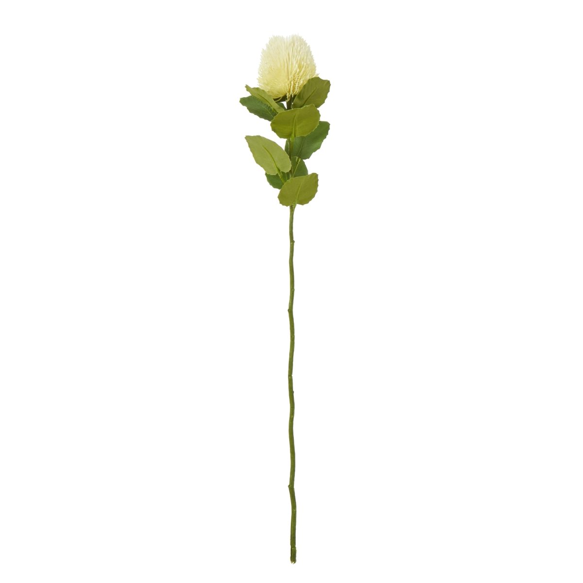 Artificial Banksia Stem, Cream - 59cm