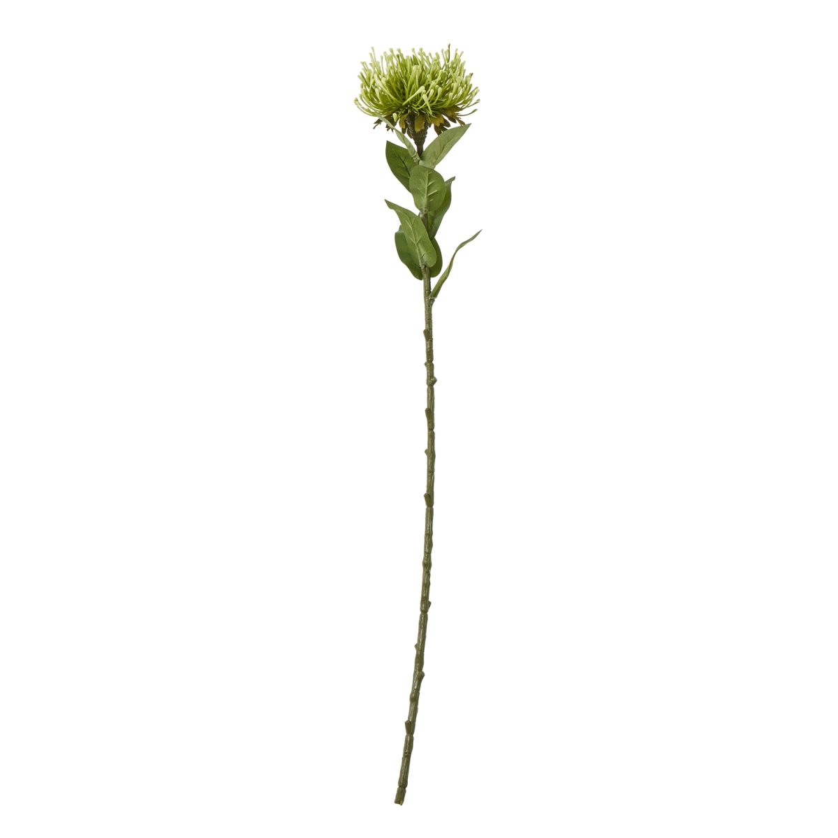 Artificial Protea Lorea Stem, Green- 73cm
