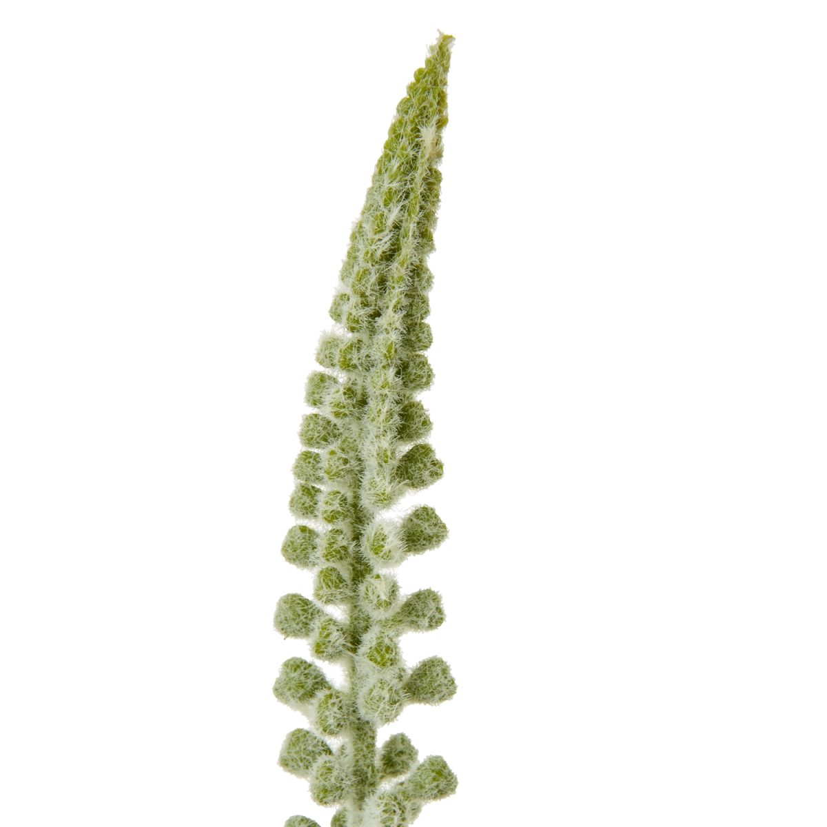 Artificial Eremurus Stem, White - 88cm x 3cm