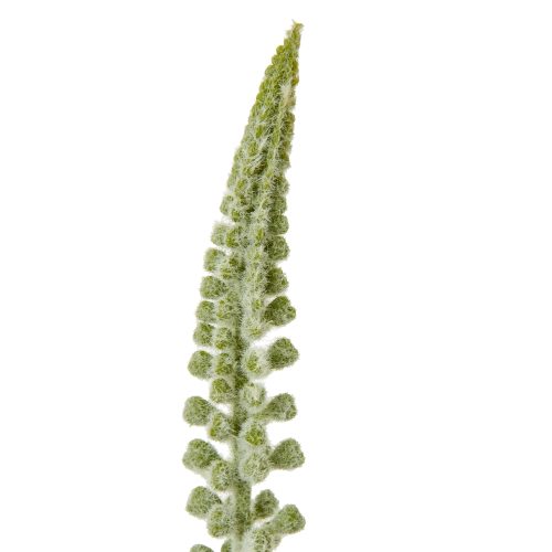 Artificial Eremurus Stem, White - 88cm x 3cm