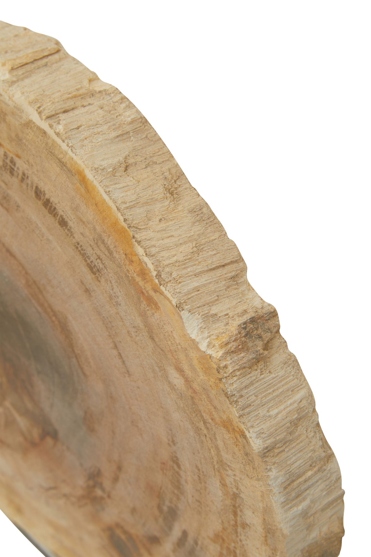 Hampstead Sculpture - Fossilised Wood