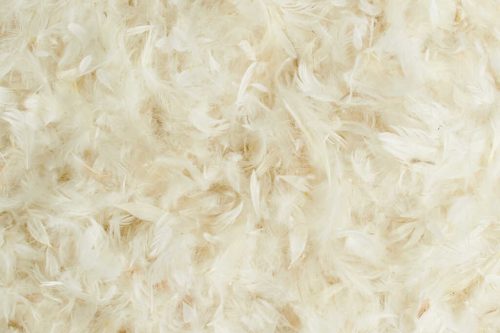 Feather Cushion Feathers Close Up