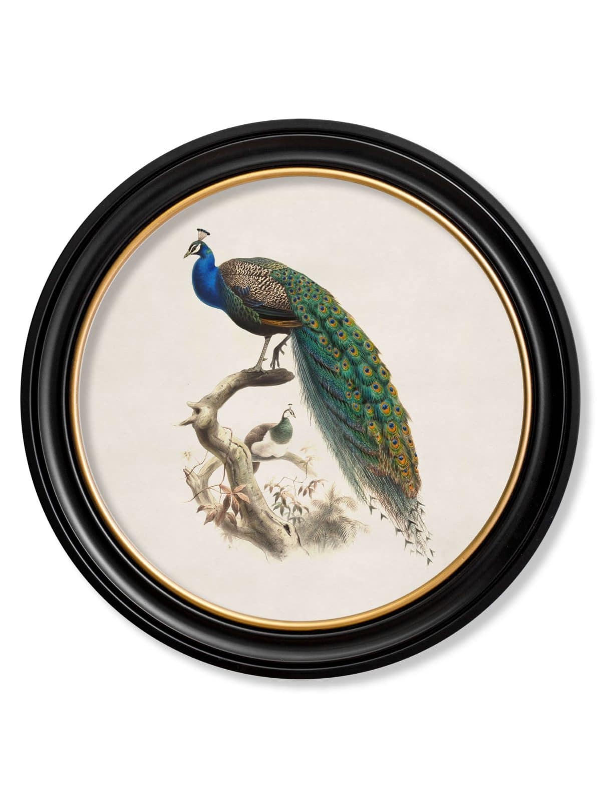 Peacock in Round Frame