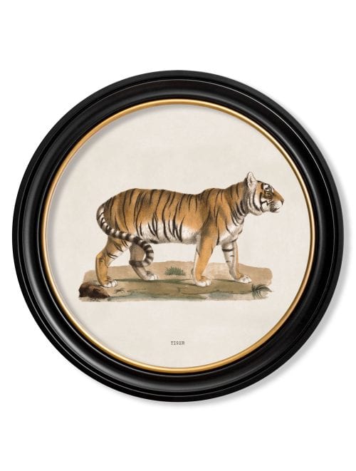 Tiger - Round Frame