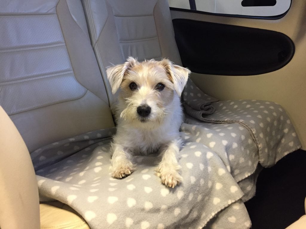 Transport des animaux en avion privé ou en taxi aérien