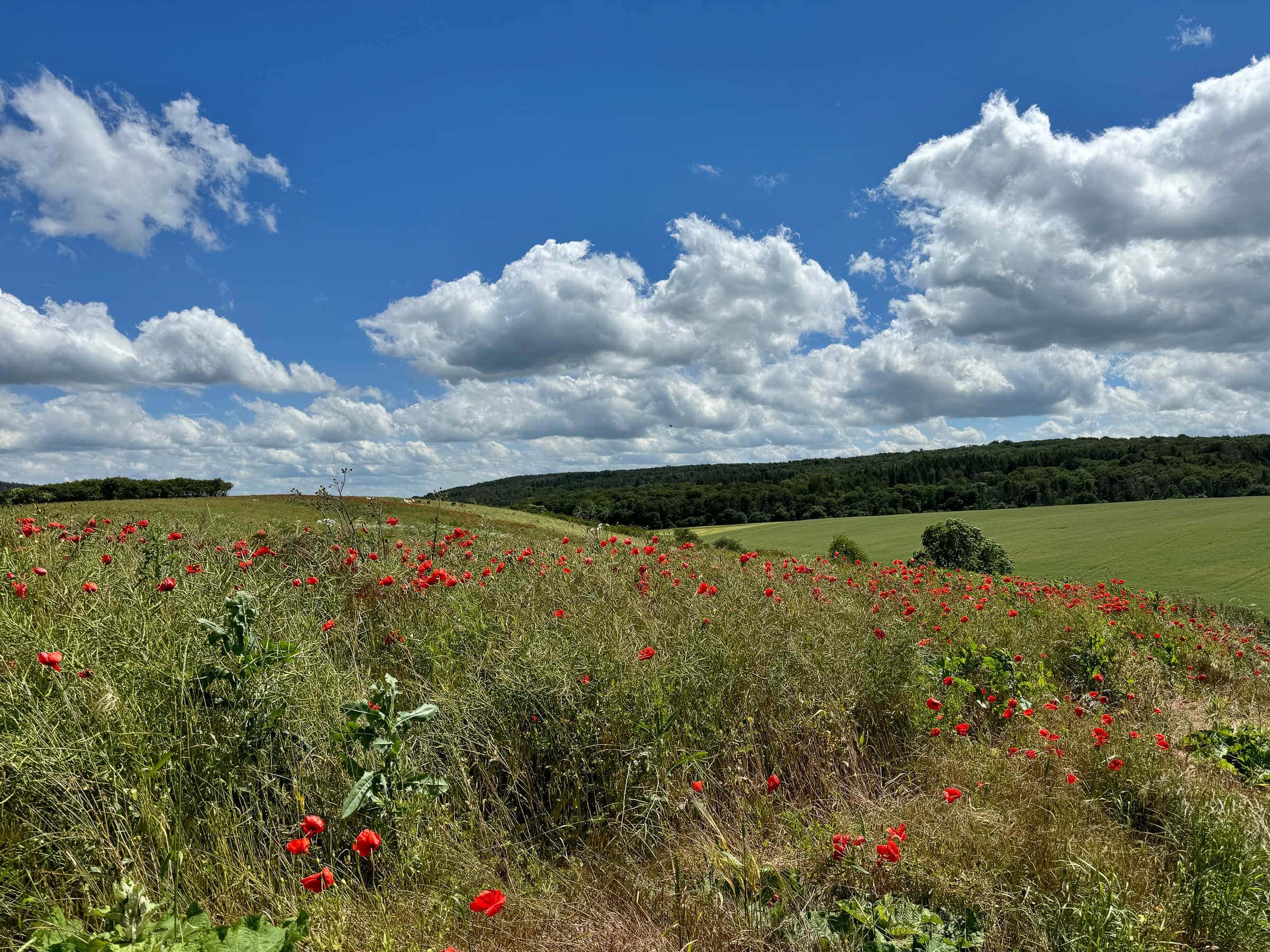 BDM_06_2025_Mark_Poltermann-10