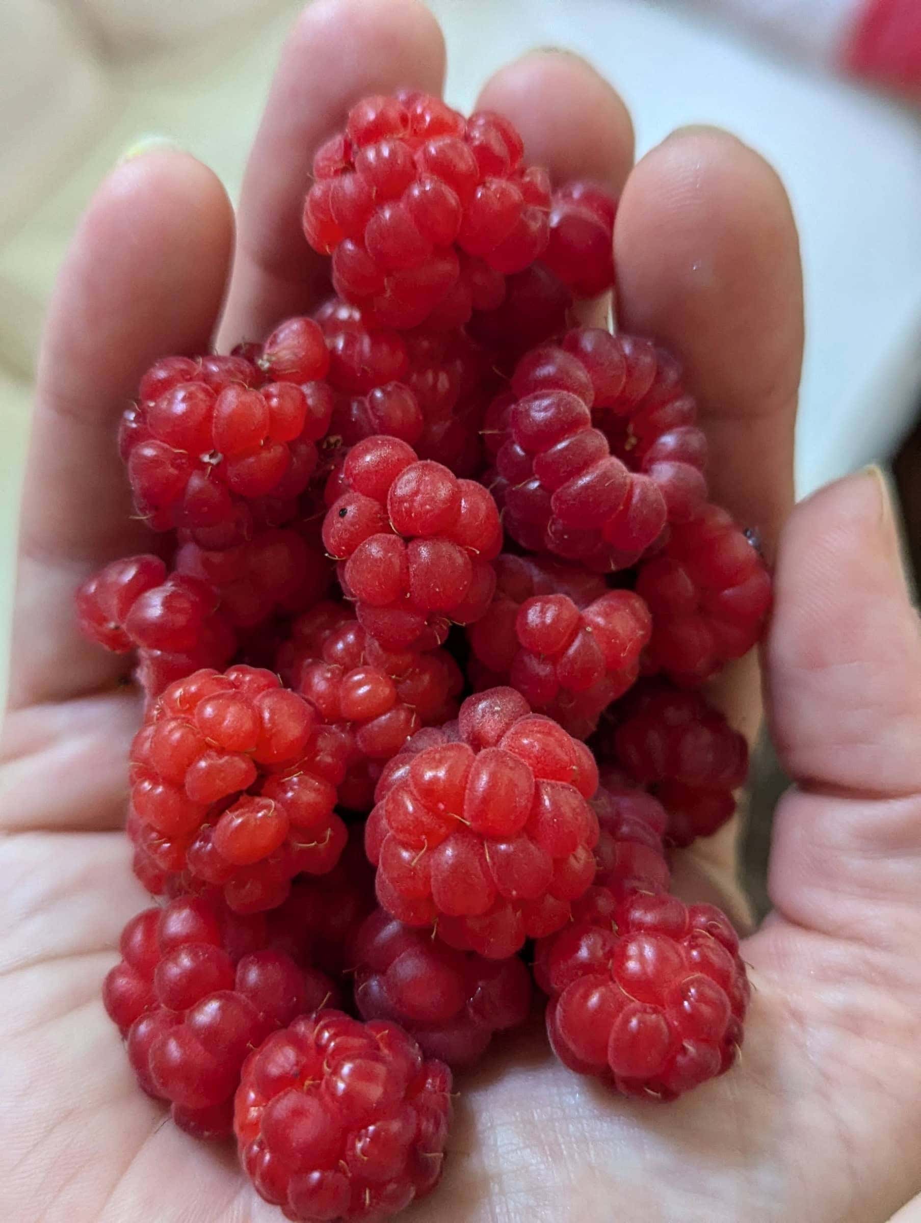 BDM_06_2025_Mark_Poltermann-29