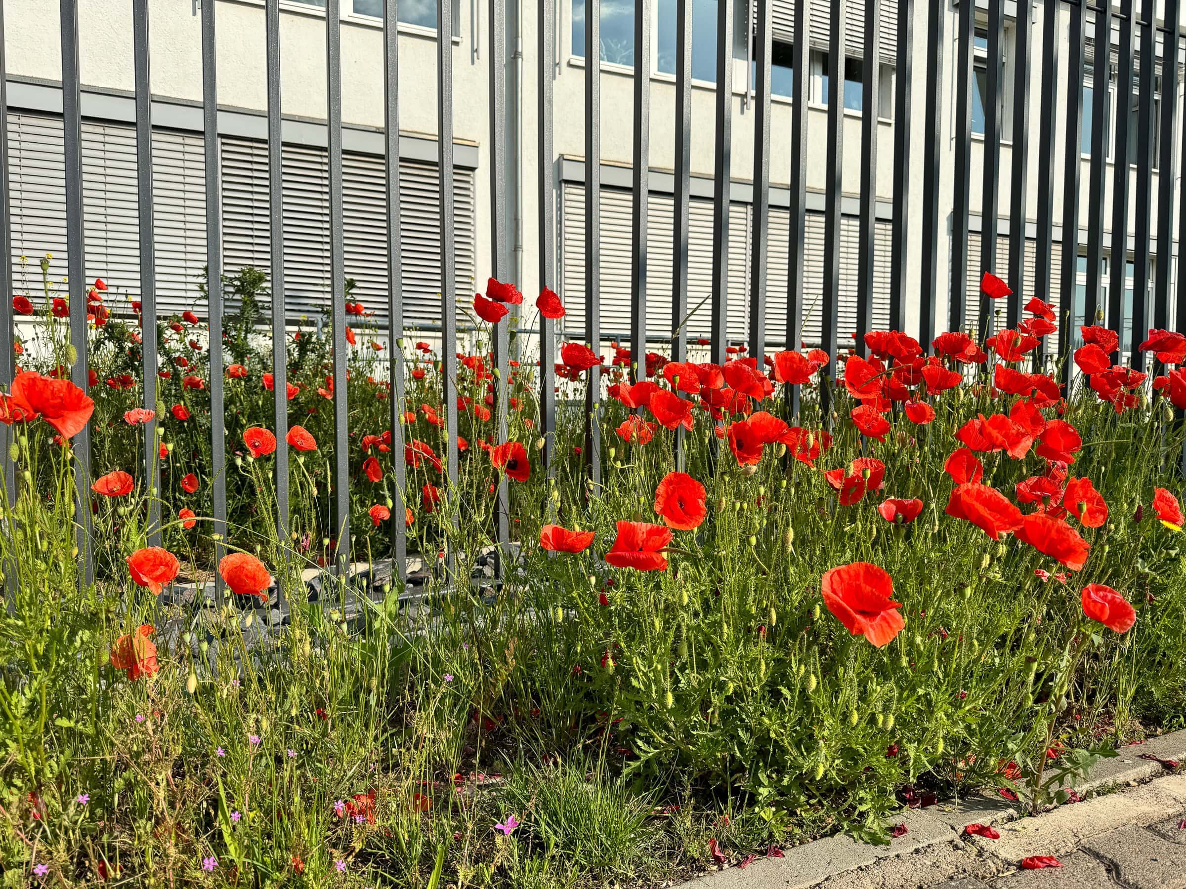 BDM_06_2025_Mark_Poltermann-3