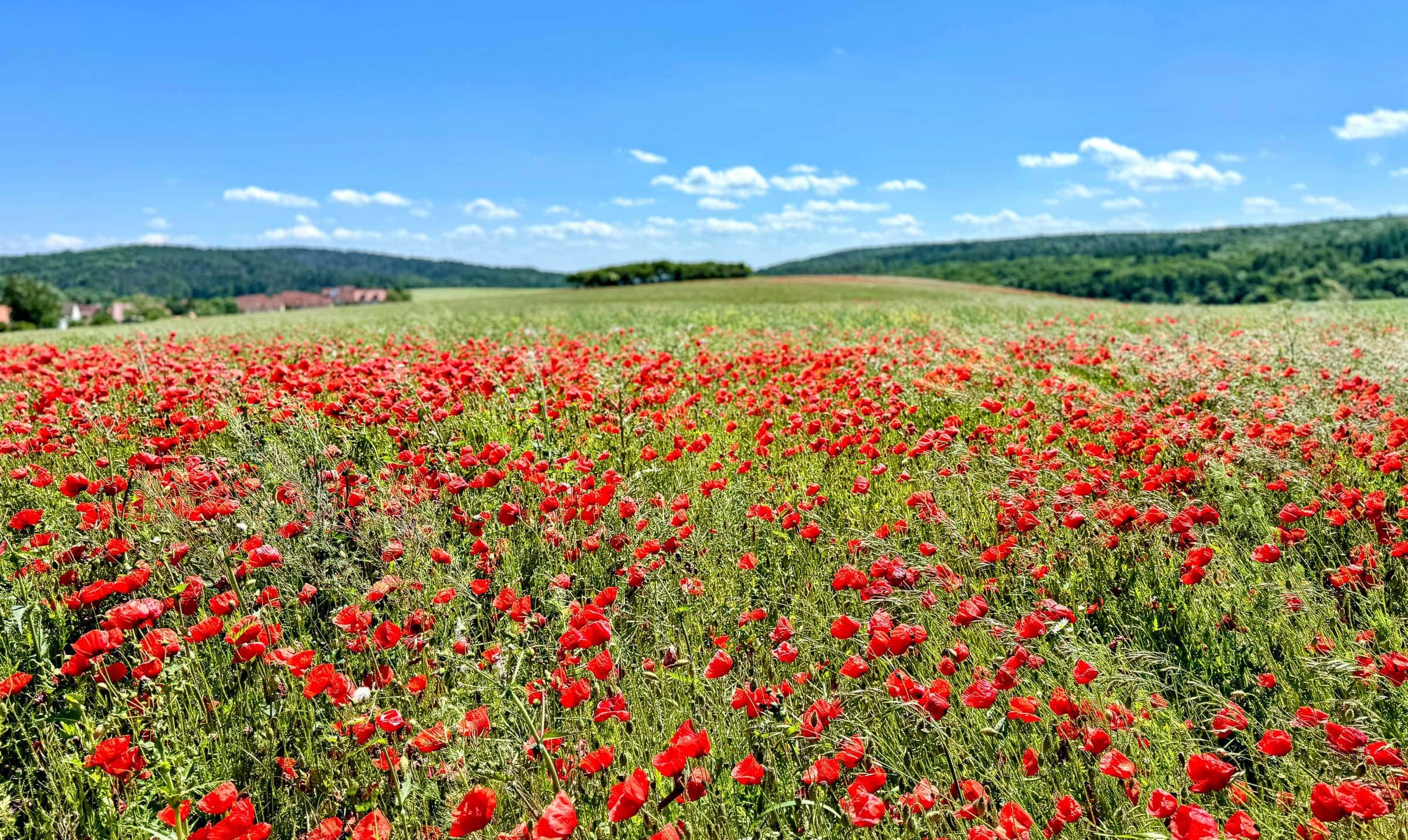 BDM_06_2025_Mark_Poltermann-5