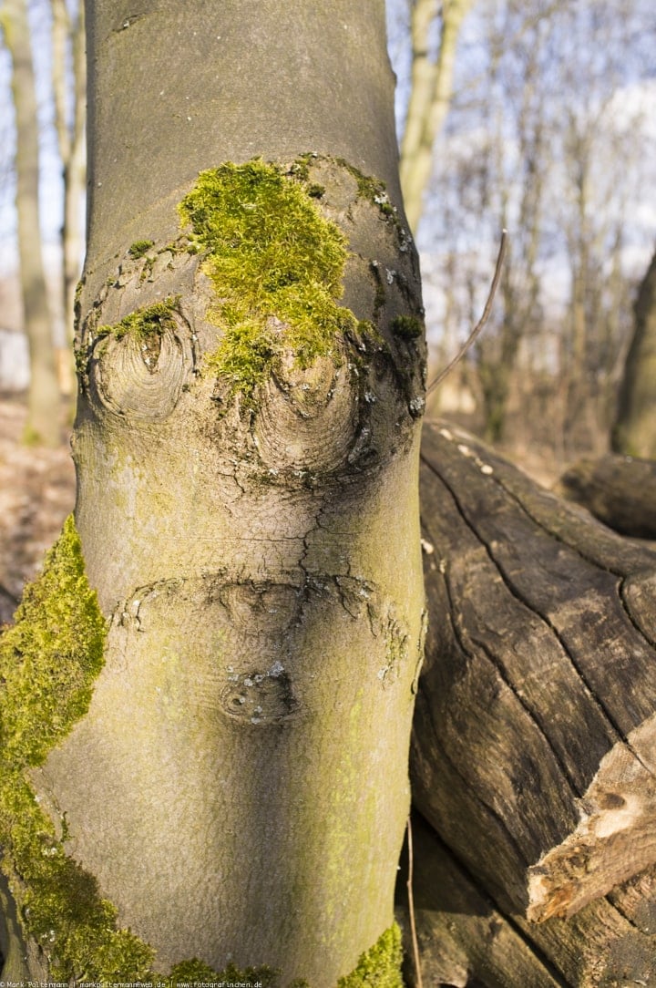 Ents?