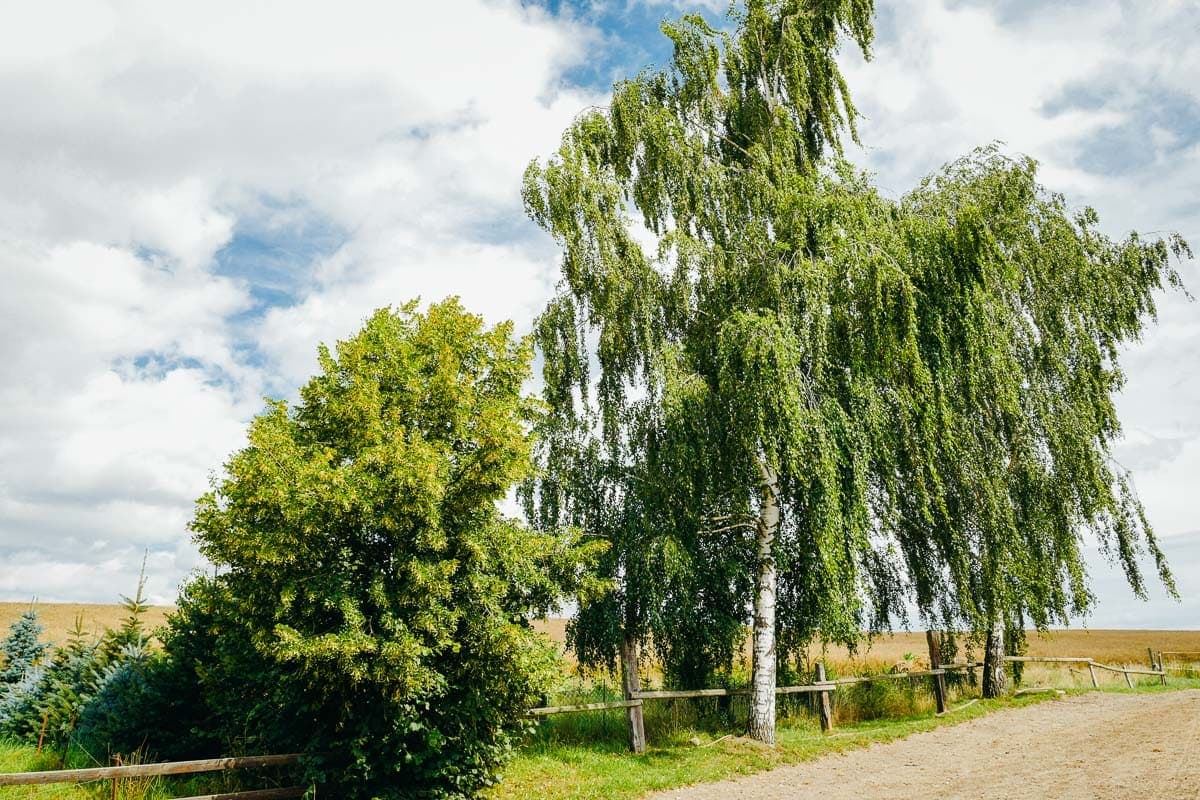 Pferdehof_20150725_019