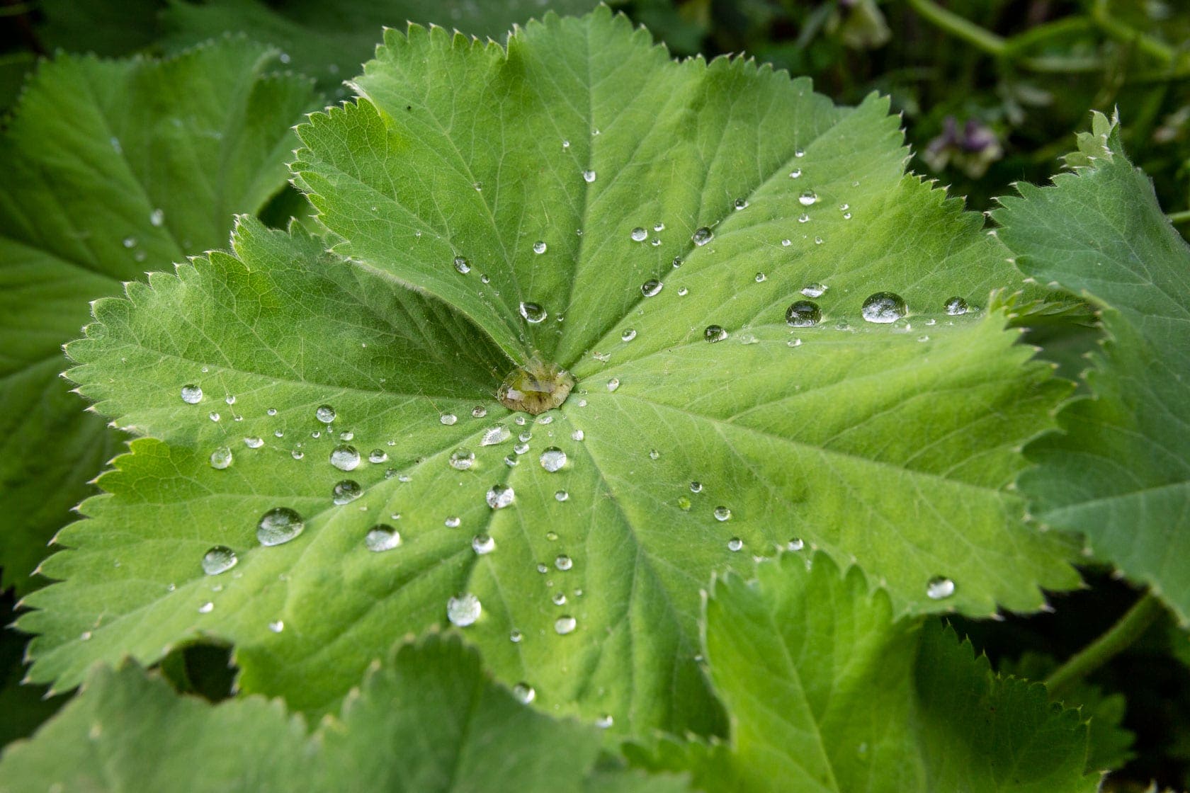 Wassertropfen