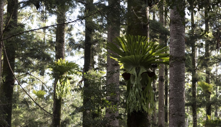 Fraser Island – Gastronomade