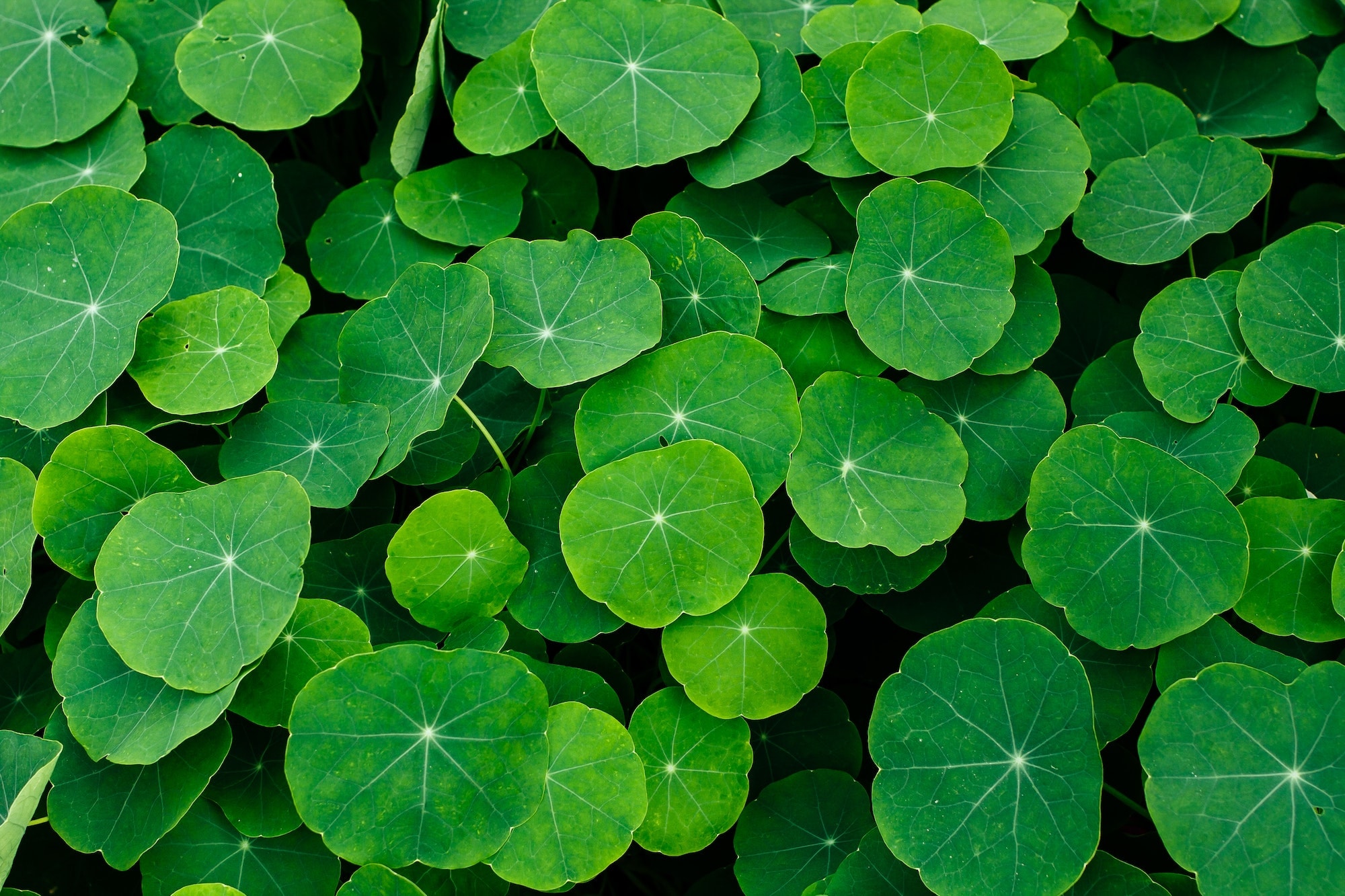 Closeup shot of the Indian pennywort leaves