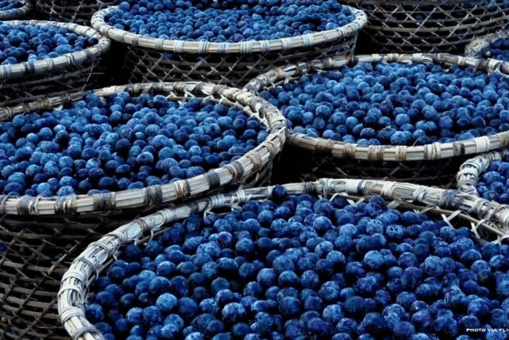 Blueberry