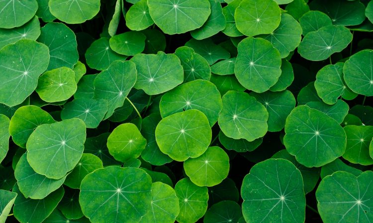 Closeup shot of the Indian pennywort leaves