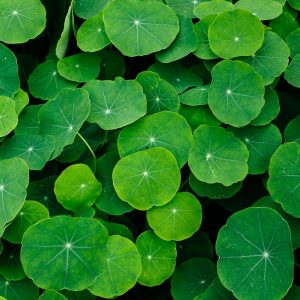Closeup shot of the Indian pennywort leaves
