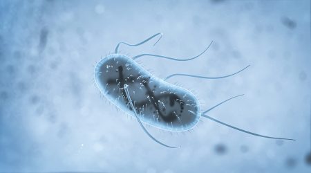 3d Escherichia Coli (E. Coli.) cells or bacteria under microscope. 3d illustration