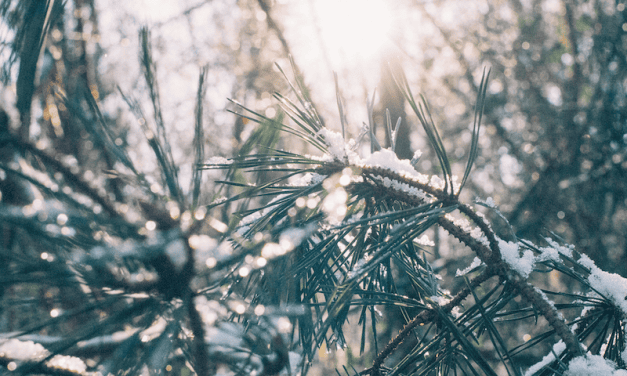Jongeren verhalen tijdens wintersport veel schade op hun reisverzekering