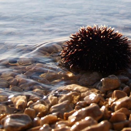 Spiagge