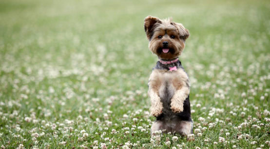 Die saisonale Atopie beim Hund kann viele Ursachen haben. Hunde können beispielsweise allergisch auf Blütenstaub, Gräser oder Pollen reagieren. Weiterer Text über ots und www.presseportal.de/nr/76750 / Die Verwendung dieses Bildes ist für redaktionelle Zwecke honorarfrei. Veröffentlichung bitte unter Quellenangabe: "obs/Bundesverband für Tiergesundheit e.V./Shutterstock"