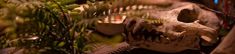 Escape Room Bremen | Immersion Escape. Wolfsschädel mit Farn